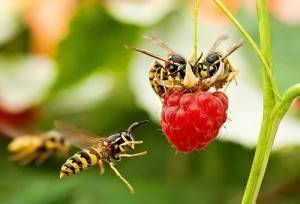 Как просто и эффективно избавиться от ос и пчел