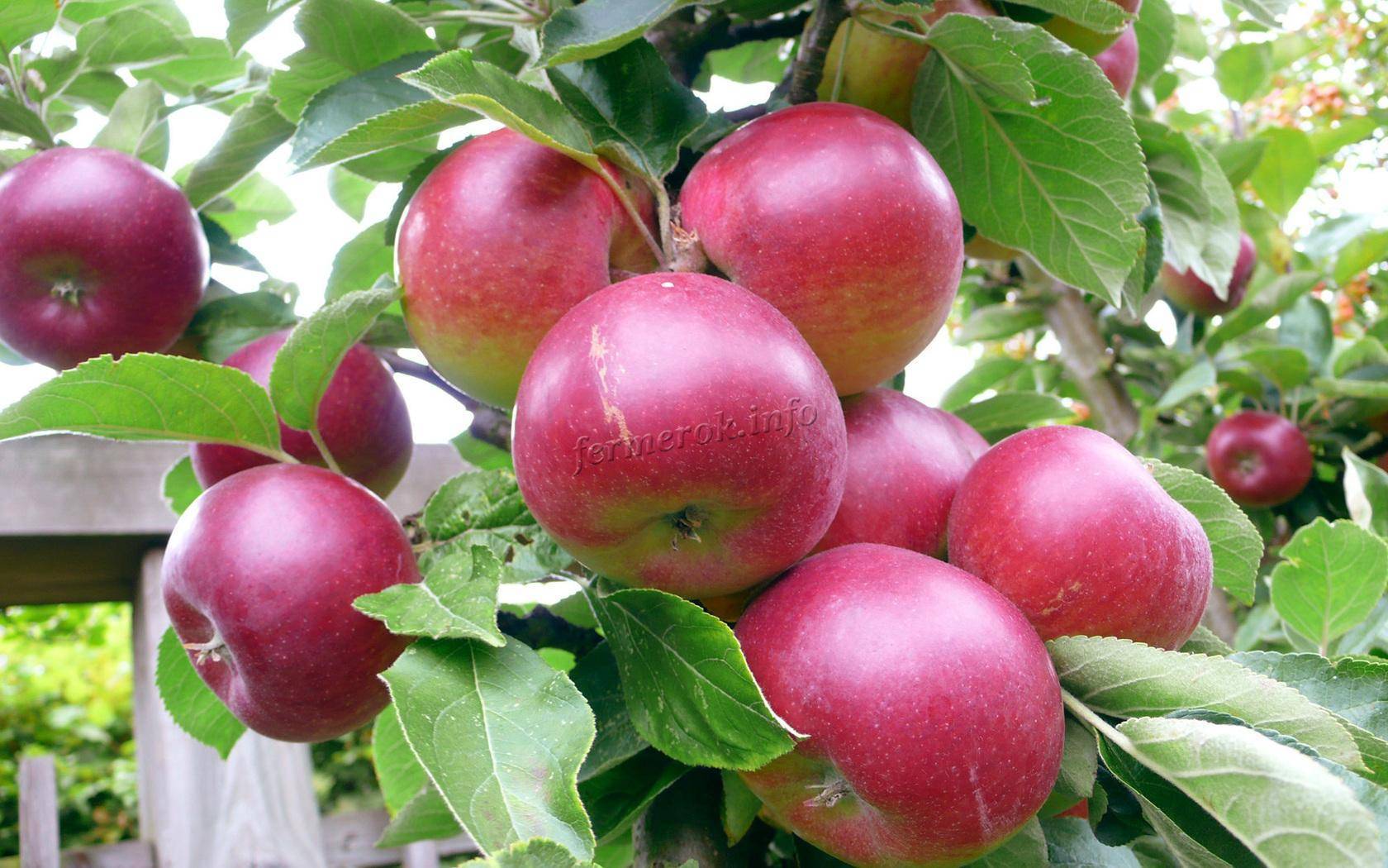 О подкормке для яблонь и груш весной: советы и рекомендации бывалых садоводов