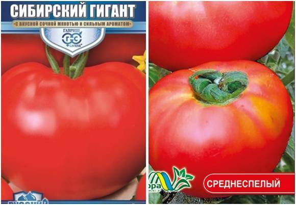 Томат гигант напы