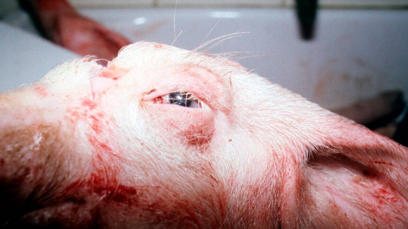 Болезни свиней: симптомы и лечение - подробная информация!