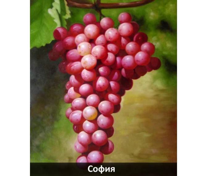 Товарный сорт винограда софия
