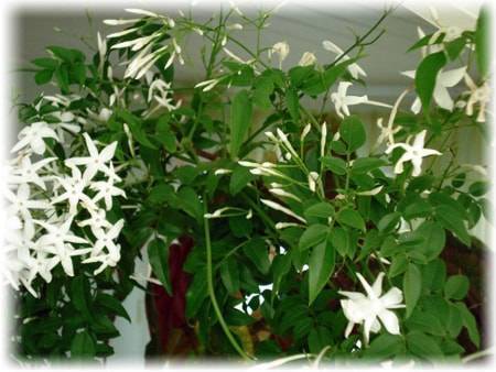 Цветы жасмин: описание, виды, посадка и советы по уходу