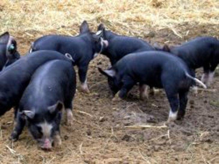 Черная свинья – описание породы, особенности кормления и содержания 2020