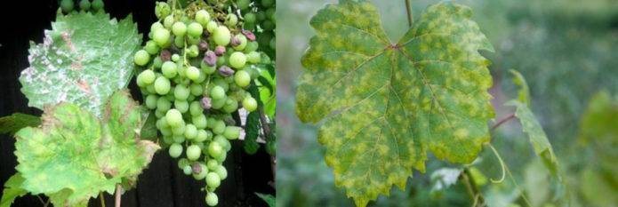 Выращивание и уход за виноградом на приусадебном участке