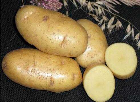 Ранний картофель "каратоп": описание сорта, фото, отзывы