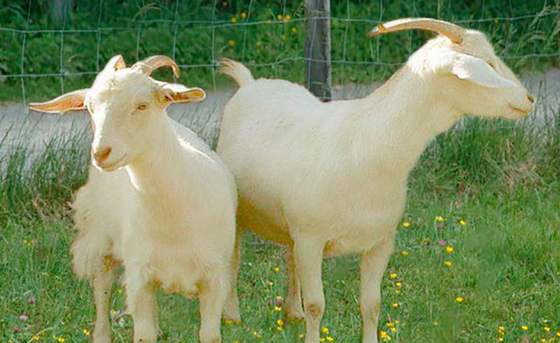 Мегрельская порода коз фото и описание