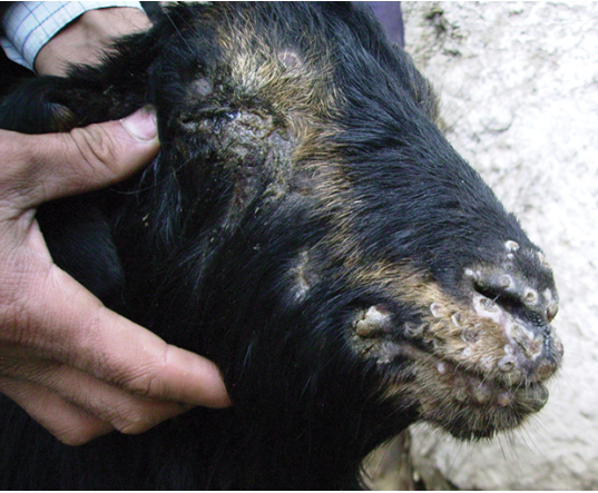 Незаразные болезни коз, выявление симптомов и лечение