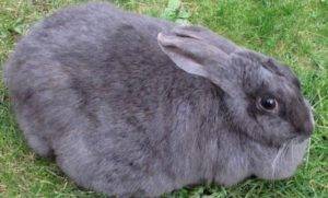 Сколько кролики ходят беременные? сколько дней длится беременность? от чего зависит длительность вынашивания крольчат?