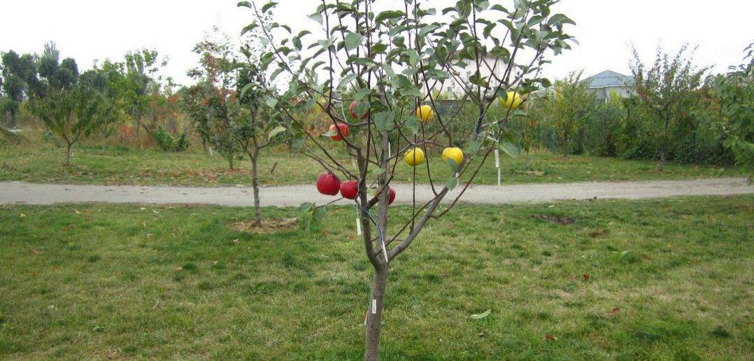 О посадке яблони весной саженцами: как правильно высаживать (руководство)