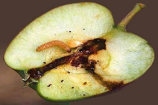 Болезни и вредители яблонь и борьба с ними