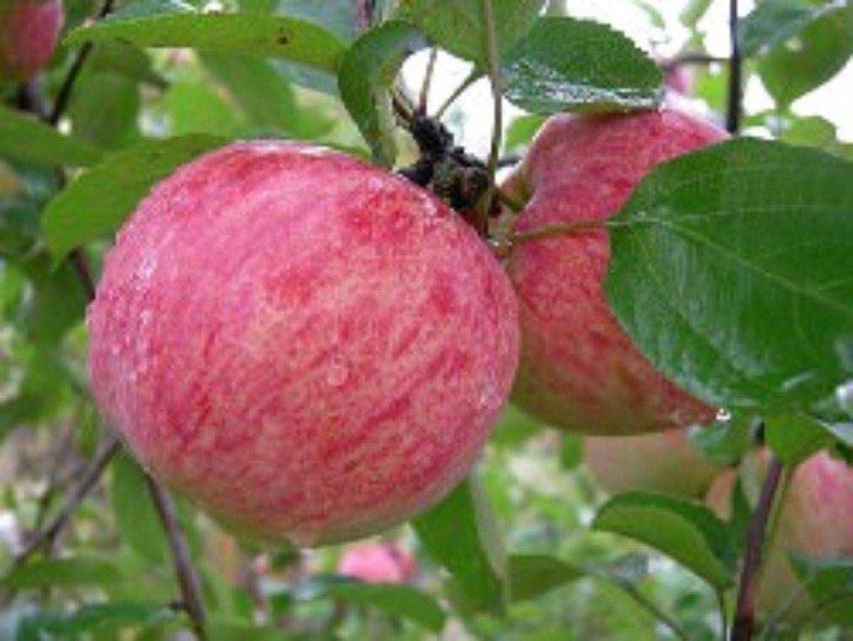 О яблоне Юный Натуралист, описание сорта, характеристики выращивание