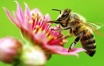 Читать книгу 750 ответов на самые важные вопросы по пчеловодству в.  королева : онлайн чтение - страница 5