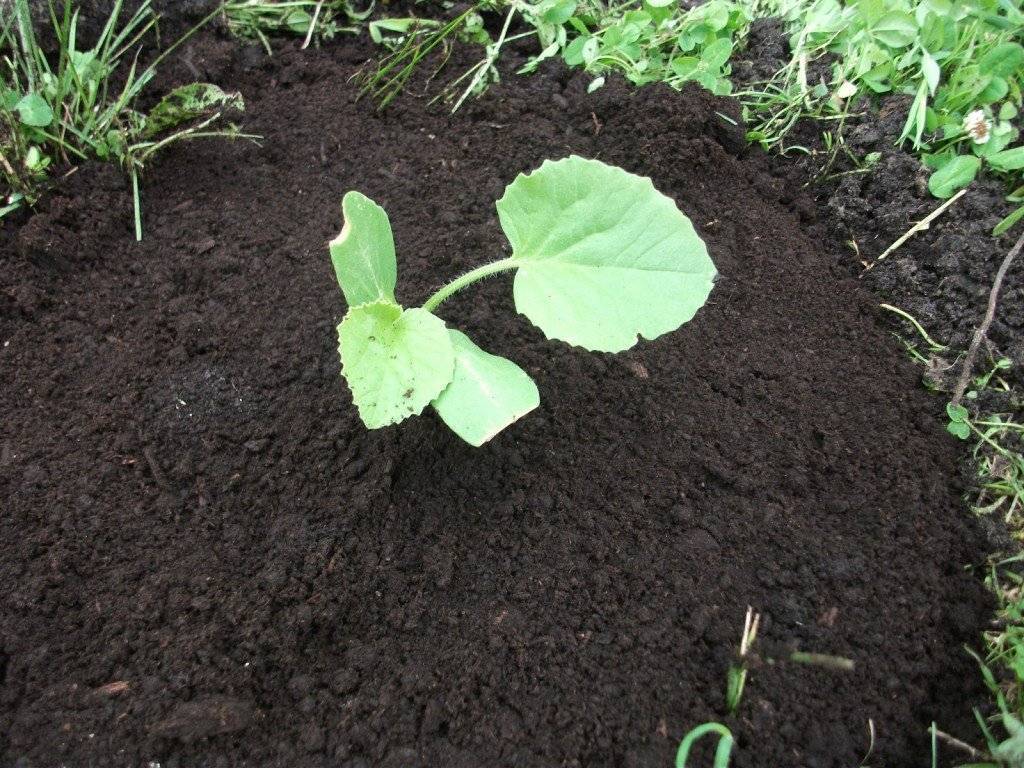 Тыква: уход и выращивание в открытом грунте - подробная инструкция!