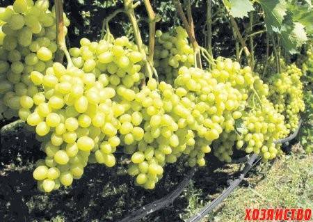 Виноград «аркадия»: описание сорта, фото и отзывы