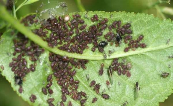 Вишневая муха методы борьбы - чем обработать черешню и вишню от вишневой мухи: инсектициды, народные средства, ловушки