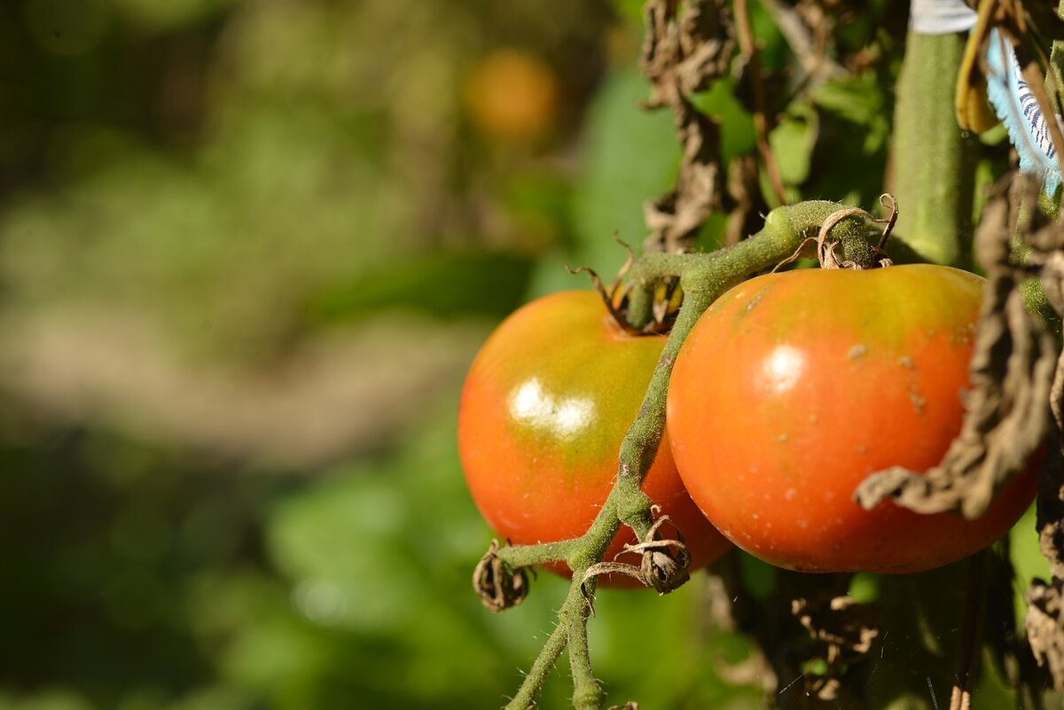 Как бороться с фитофторой на помидорах? профилактика. народные средства. препараты от фитофторы