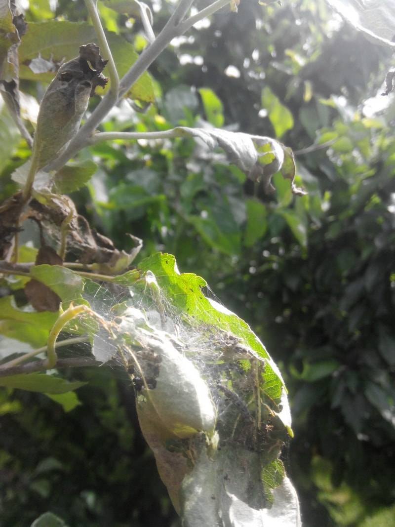 О гусеницах на яблоне в паутине: как бороться, чем обработать и опрыскивать