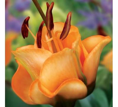 Лилия тюльпановидная