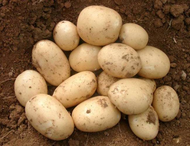 О картофеле Армада, Беккер, Лорен: описание семенных сортов, характеристики