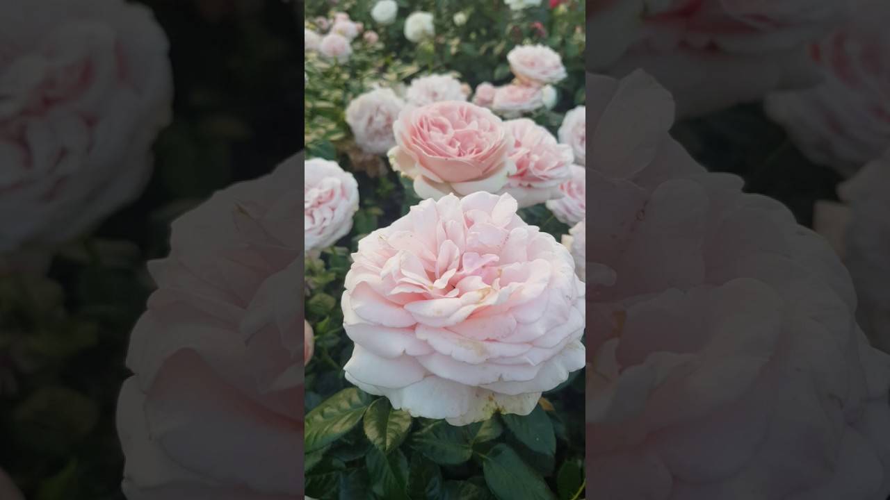 Характеристики плетистой розы перенниал блю: что это за сорт, как выращивать