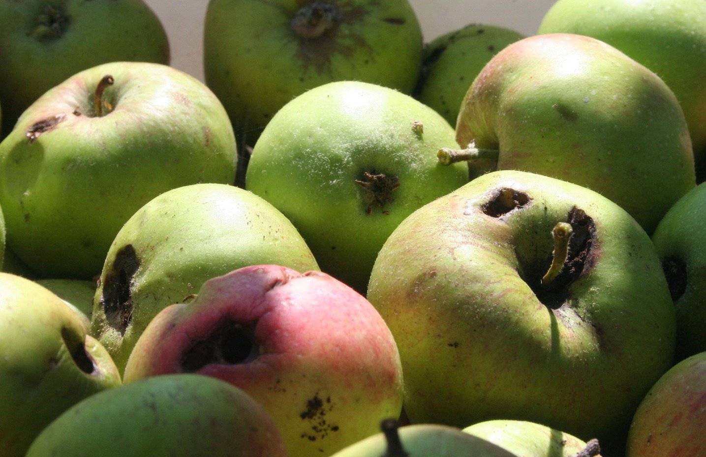 Яблоневая плодожорка - средства и методы борьбы