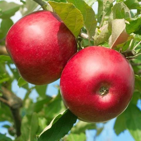 О яблоне Строевское: описание сорта, характеристики, агротехника, выращивание