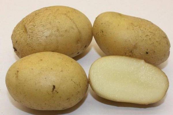 Картофель — голубизна: описание и характеристика сорта, фото, отзывы