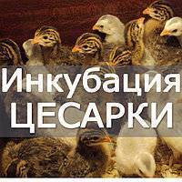 Инкубация куриных яиц в домашних условиях