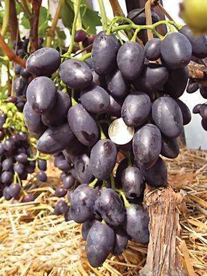 Сорт винограда надежда: описание и характеристики