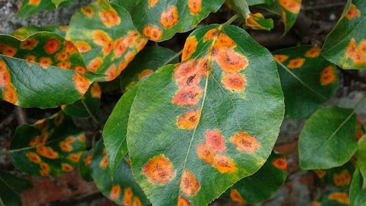 Все о болезнях плодовых деревьев: какие бывают, средства борьбы с болезнями