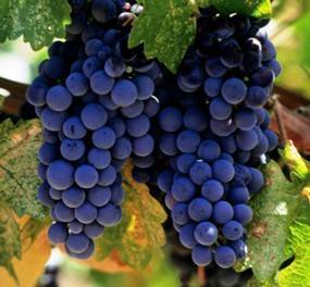 Прищипка и пасынкование винограда