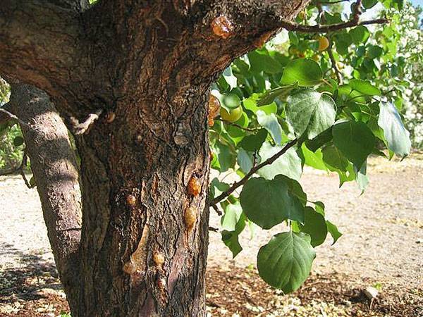Болезни абрикосовых деревьев и их лечение — монилиоз, камедетечение, клястероспориоз, видео