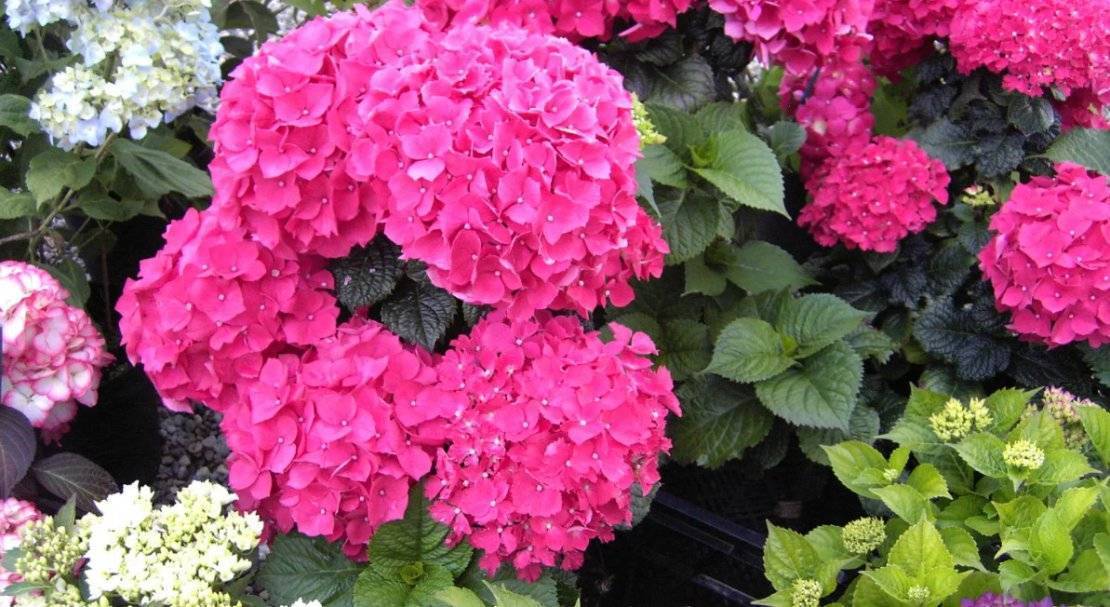 30 ярких цветов, которые можно сеять в открытый грунт в мае