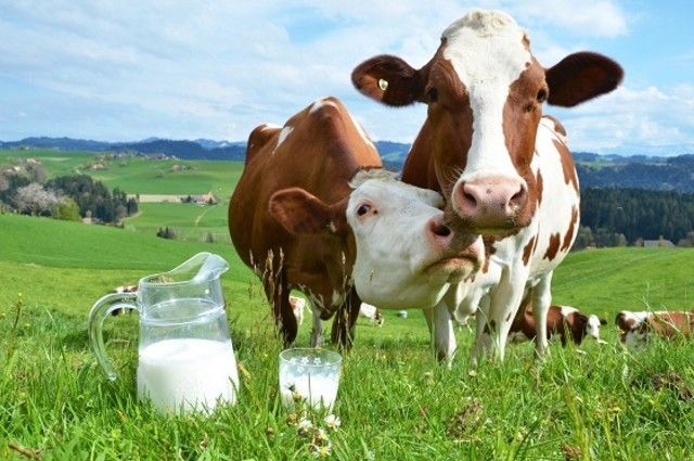 Информация о коровьем молоке: почему молоко пахнет коровой, можно ли пить парное