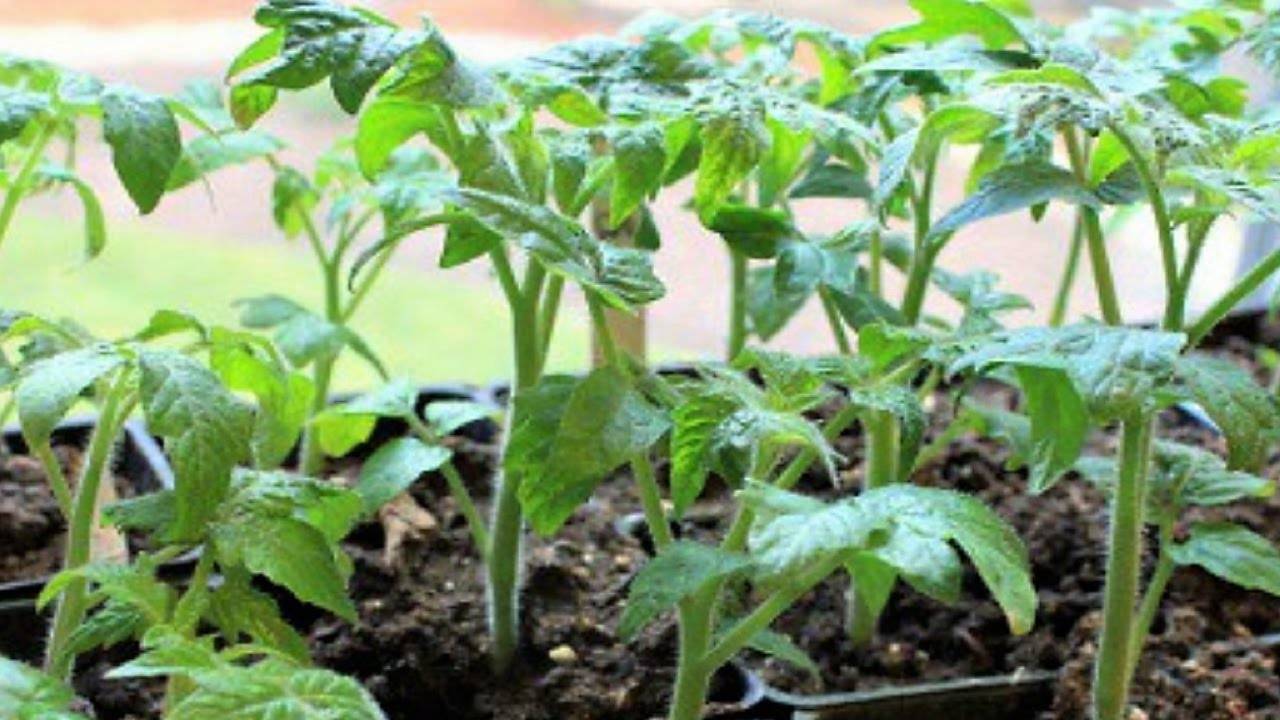 Стимуляторы роста для рассады томатов и перца: как вырастить хорошую рассаду в домашних условиях