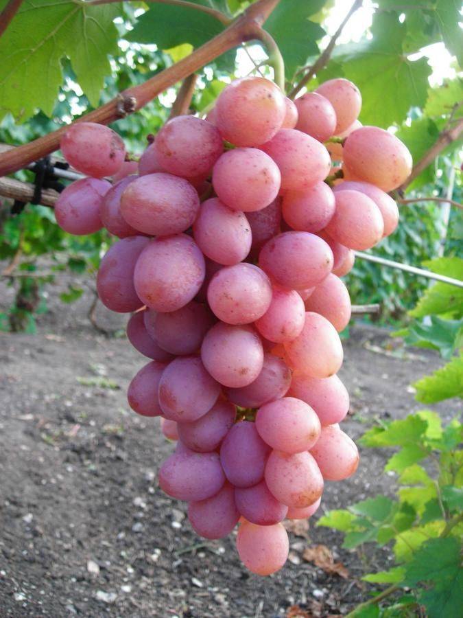 О винограде Гурман: описание и характеристики сорта, посадка и уход