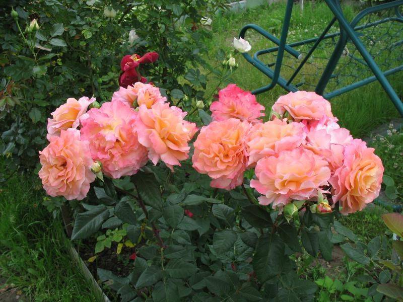 Описание и характеристики розы августа луиза (аugusta luise)