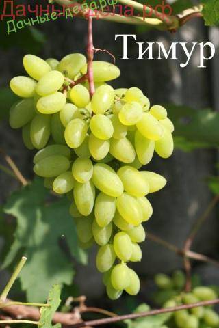Описание сорта винограда «тимур»