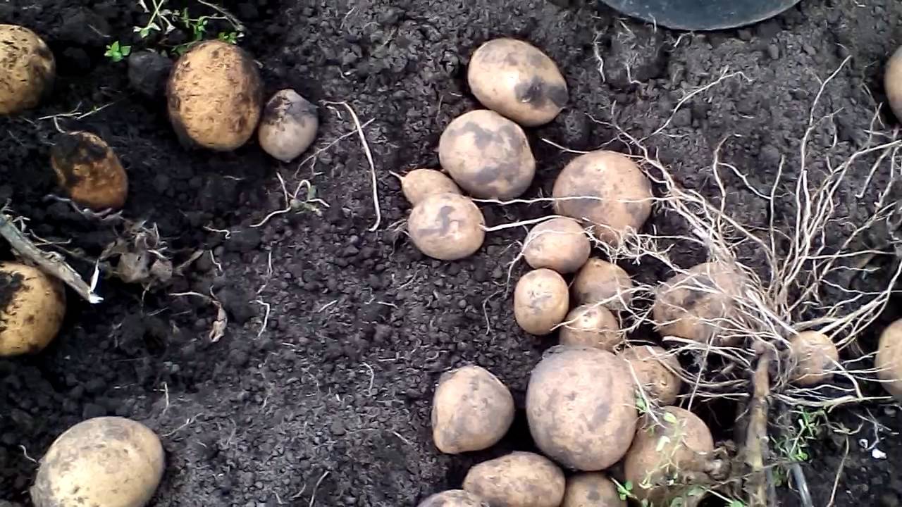 Киви: описание семенного сорта картофеля, характеристики, агротехника