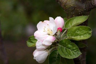Что делать, если вишня цветет, но не плодоносит, маленький, плохой плод