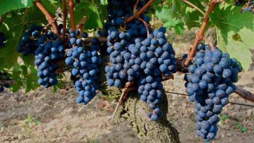 Описание винограда памяти домбковской
