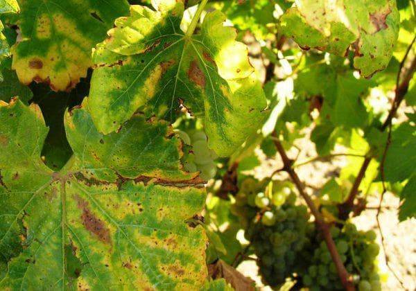 На листьях винограда появились пятна – что делать и чем лечить кусты