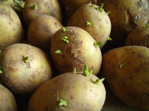 Проращивание картофеля перед посадкой - 5 лучших способов + инструкции!