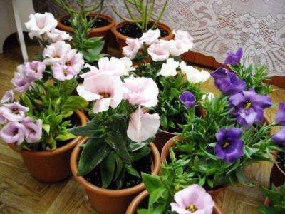 Эустома (лизиантус) (100 фото) — посадка и уход в домашних условиях. необыкновенное растение в вашем саду +отзывы