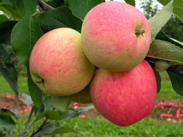 О яблоне Мечта: описание и характеристики сорта, посадка и уход, выращивание