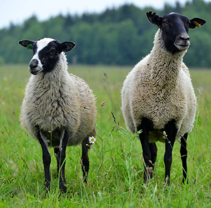 Овцы романовской породы: размножение и содержание. отзывы о романовской породе овец
