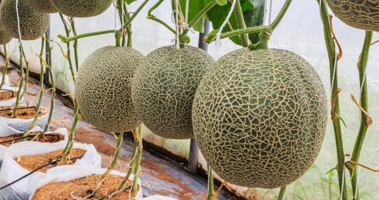 Выращивание рассады арбузов в домашних условиях