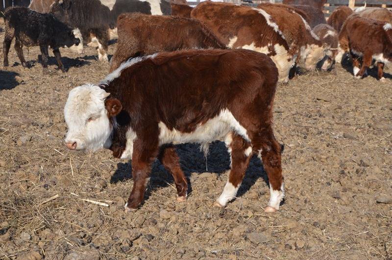 Казахская белоголовая порода коров (25 фото): характеристика быков и телят, плюсы и минусы крс казахской белоголовой породы