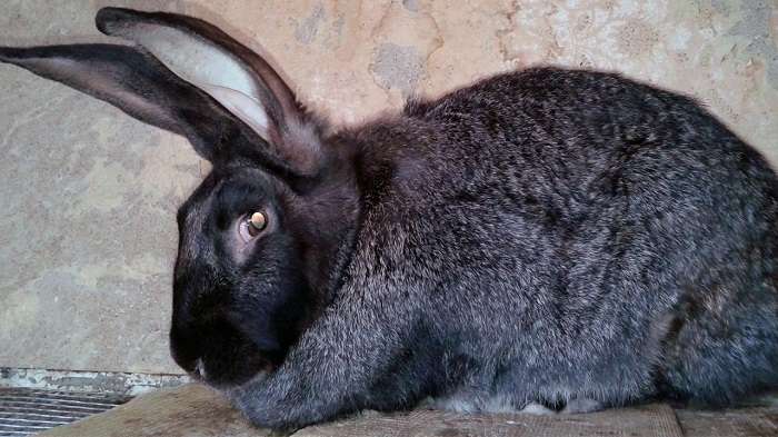 Кролики породы шиншилла: преимущества и недостатки разведения