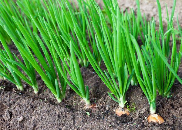 Когда сажать лук весной в открытый грунт: как сажать севок — правильные способы, выбор и подготовка лука севка для посадки, оптимальные майские сроки